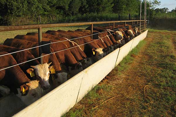 Rounded tops make it safer for both cattle and horse.