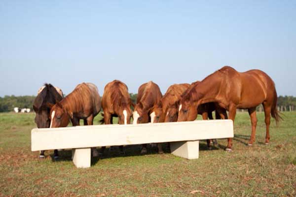 Rounded tops make it safer for both cattle and horses.